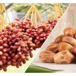 Unraveling the World of Medjool Dates Where to Buy Them Near You